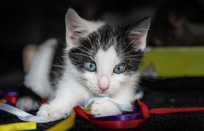 Conseils_de_beauté_pour_chats_:_5_étapes_pour_un_bain_de_chat_réussi